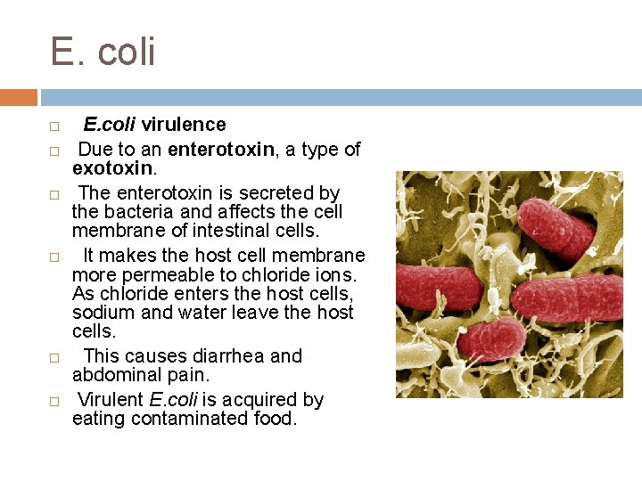 E. coli E. coli virulence Due to an enterotoxin, a type of exotoxin. The