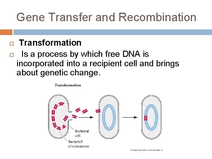 Gene Transfer and Recombination Transformation Is a process by which free DNA is incorporated