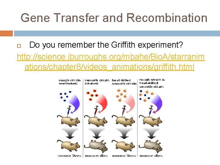 Gene Transfer and Recombination Do you remember the Griffith experiment? http: //science. jburroughs. org/mbahe/Bio.