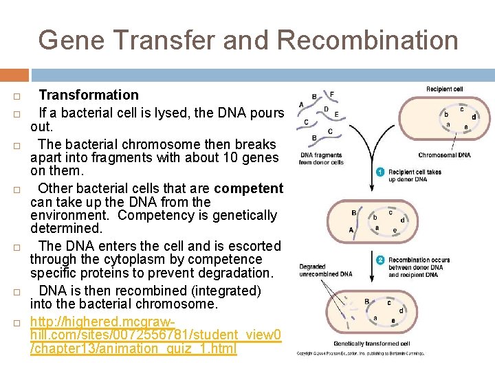 Gene Transfer and Recombination Transformation If a bacterial cell is lysed, the DNA pours