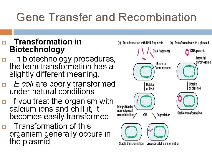 Gene Transfer and Recombination Transformation in Biotechnology In biotechnology procedures, the term transformation has