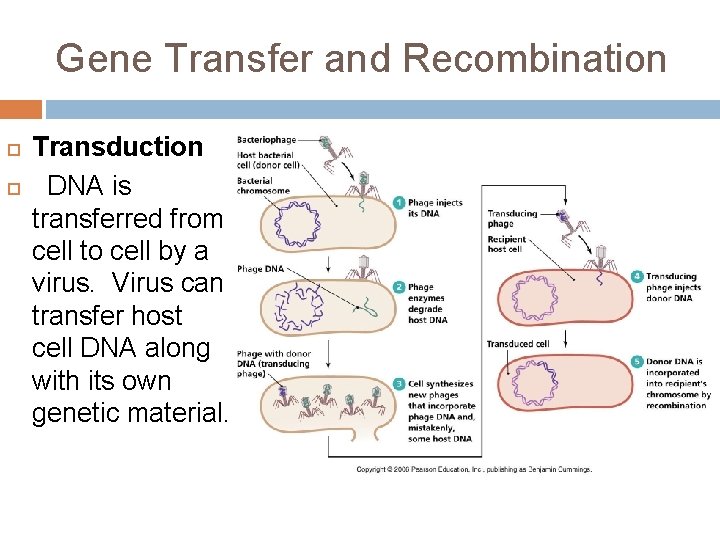 Gene Transfer and Recombination Transduction DNA is transferred from cell to cell by a