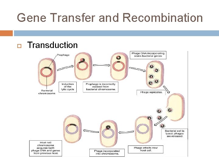 Gene Transfer and Recombination Transduction 
