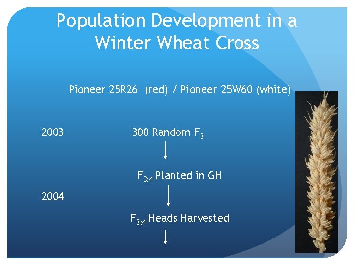 Population Development in a Winter Wheat Cross Pioneer 25 R 26 (red) / Pioneer