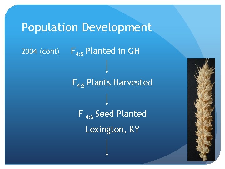 Population Development 2004 (cont) F 4: 5 Planted in GH F 4: 5 Plants