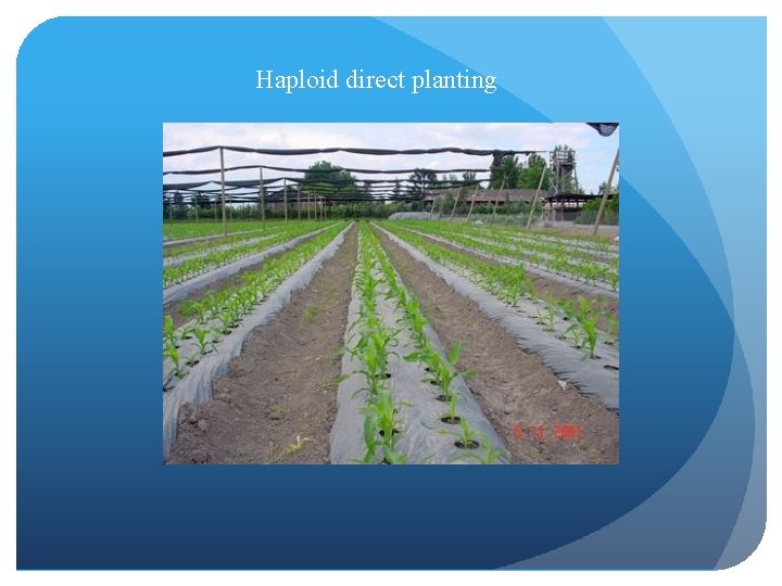 Haploid direct planting 