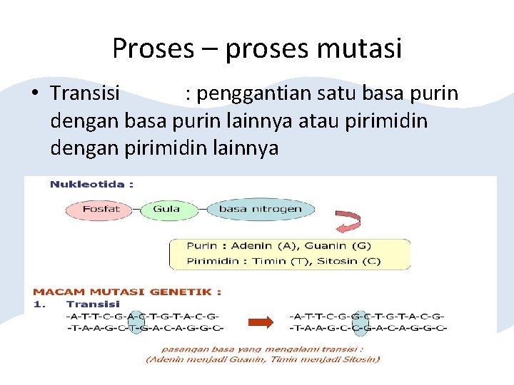 Proses – proses mutasi • Transisi : penggantian satu basa purin dengan basa purin