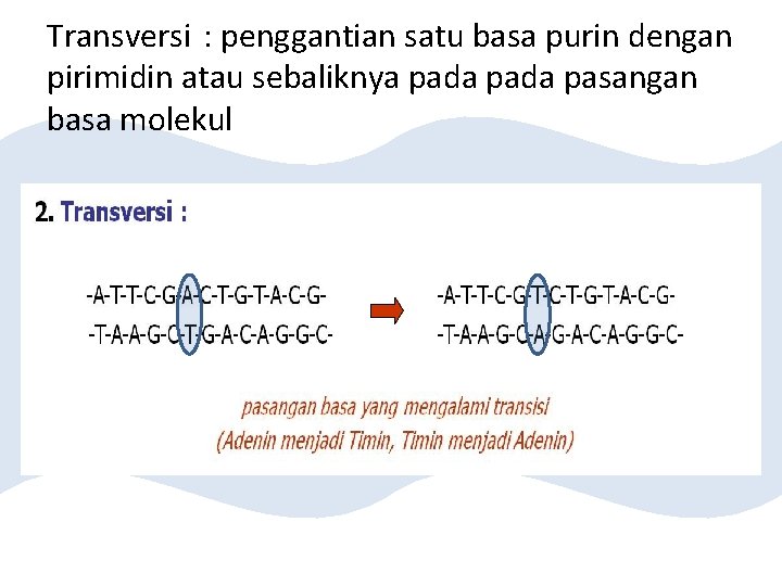 Transversi : penggantian satu basa purin dengan pirimidin atau sebaliknya pada pasangan basa molekul
