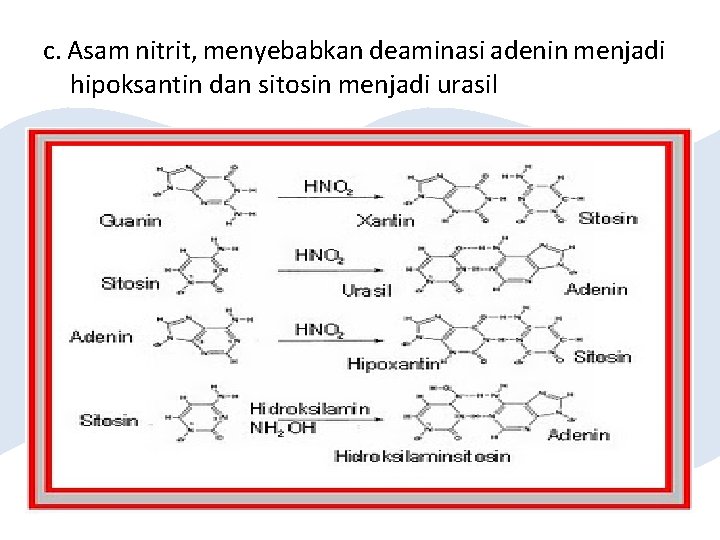 c. Asam nitrit, menyebabkan deaminasi adenin menjadi hipoksantin dan sitosin menjadi urasil 