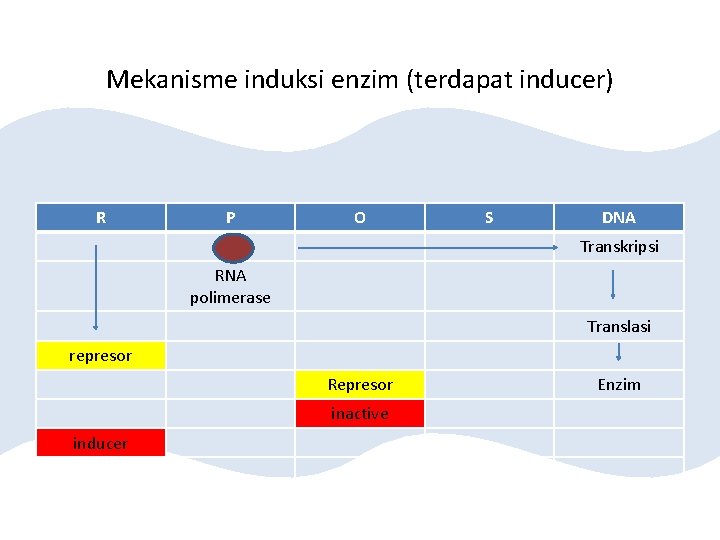 Mekanisme induksi enzim (terdapat inducer) R P O S DNA Transkripsi RNA polimerase Translasi