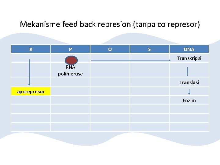 Mekanisme feed back represion (tanpa co represor) R P O S DNA Transkripsi RNA