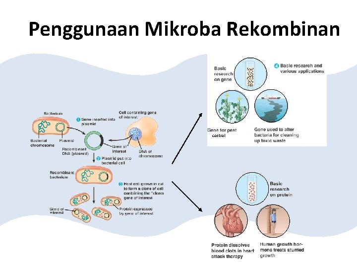 Penggunaan Mikroba Rekombinan control 