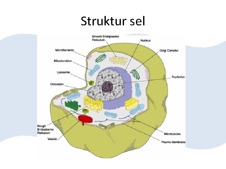Struktur sel 