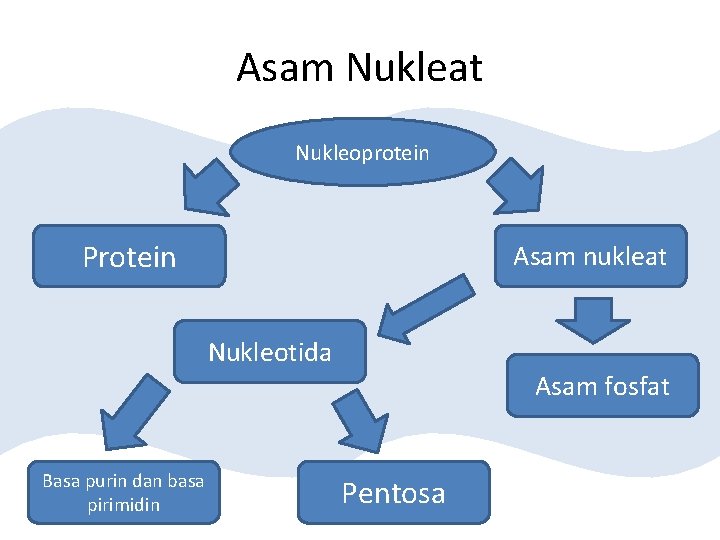 Asam Nukleat Nukleoprotein Protein Asam nukleat Nukleotida Basa purin dan basa pirimidin Asam fosfat