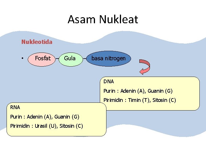 Asam Nukleat Nukleotida • Fosfat – Gula – basa nitrogen DNA Purin : Adenin