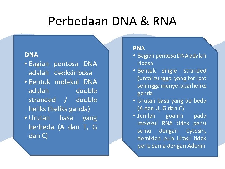 Perbedaan DNA & RNA DNA • Bagian pentosa DNA adalah deoksiribosa • Bentuk molekul