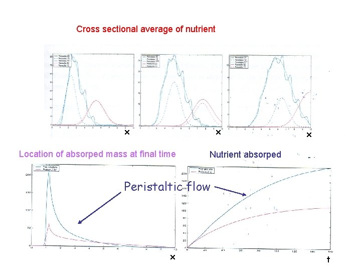 Cross sectional average of nutrient x x Location of absorped mass at final time
