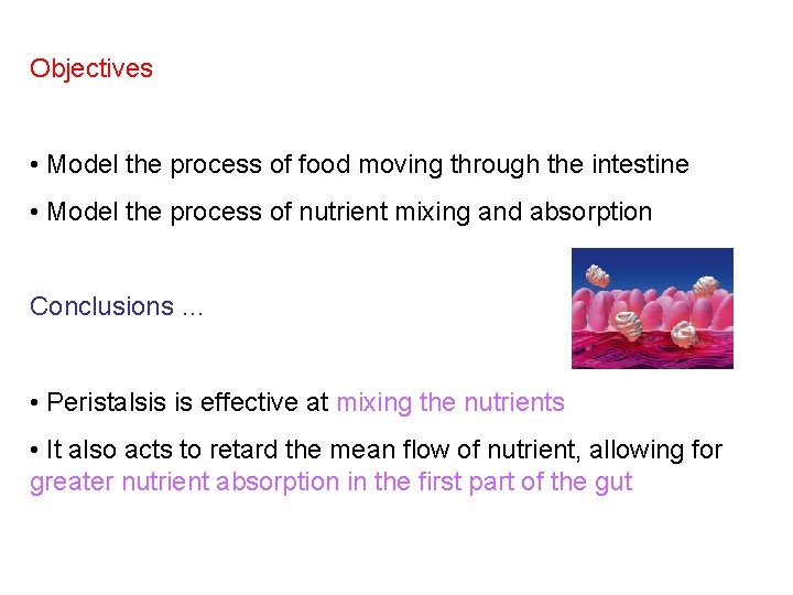 Objectives • Model the process of food moving through the intestine • Model the