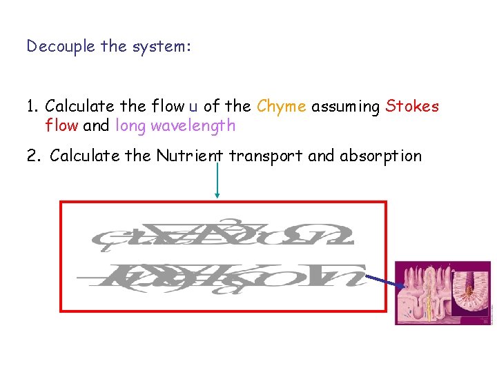 Decouple the system: 1. Calculate the flow u of the Chyme assuming Stokes flow