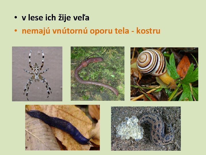  • v lese ich žije veľa • nemajú vnútornú oporu tela - kostru