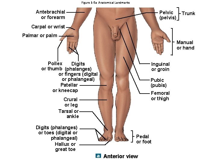 Figure 1 -5 a Anatomical Landmarks Antebrachial or forearm Pelvic (pelvis) Trunk Carpal or Figure 1 -5 a Anatomical Landmarks Antebrachial or forearm Pelvic (pelvis) Trunk Carpal or