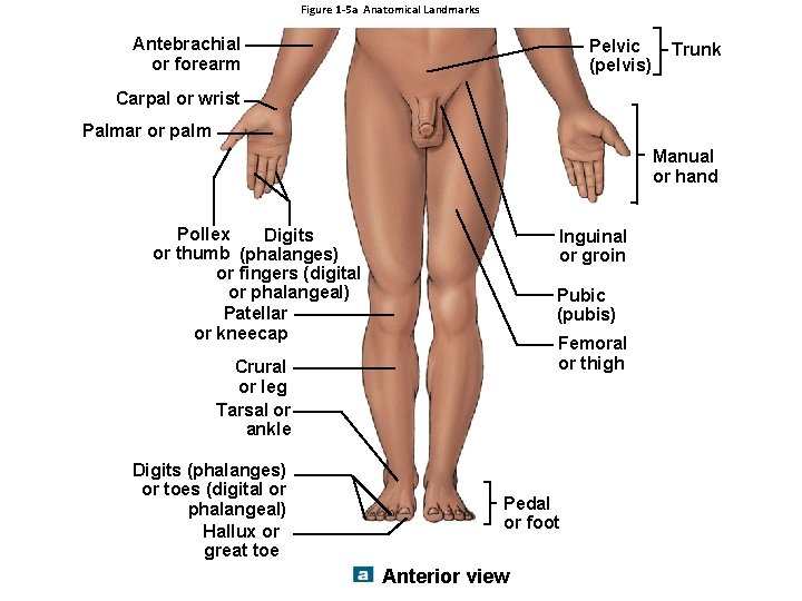 Figure 1 -5 a Anatomical Landmarks Antebrachial or forearm Pelvic (pelvis) Trunk Carpal or