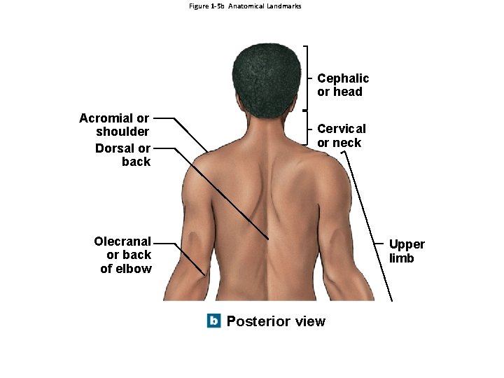 Figure 1 -5 b Anatomical Landmarks Cephalic or head Acromial or shoulder Dorsal or