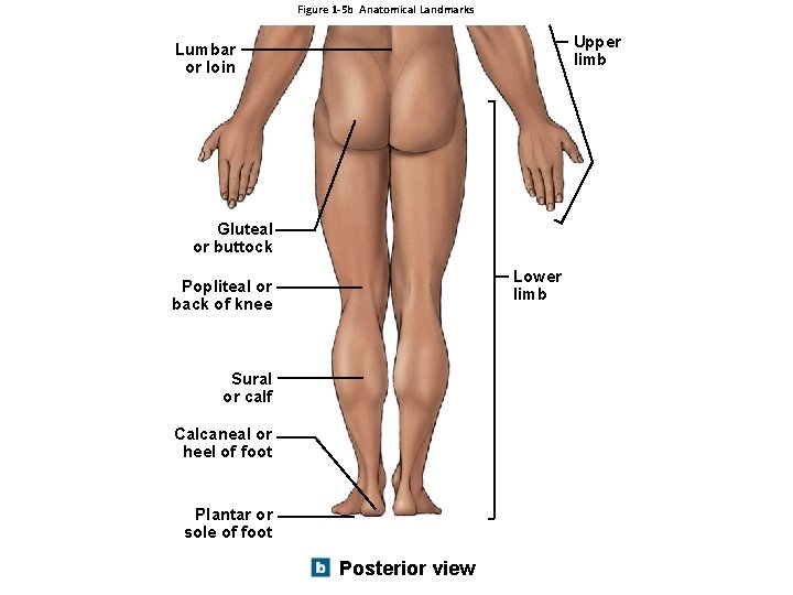 Figure 1 -5 b Anatomical Landmarks Upper limb Lumbar or loin Gluteal or buttock Figure 1 -5 b Anatomical Landmarks Upper limb Lumbar or loin Gluteal or buttock