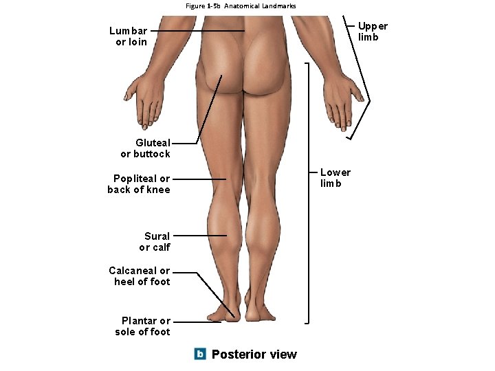 Figure 1 -5 b Anatomical Landmarks Upper limb Lumbar or loin Gluteal or buttock