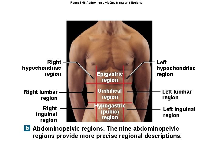 Figure 1 -6 b Abdominopelvic Quadrants and Regions Right hypochondriac region Right lumbar region