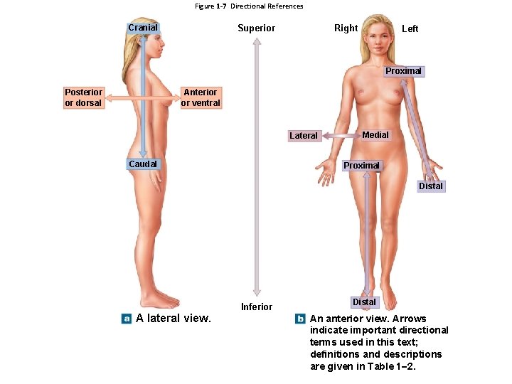 Figure 1 -7 Directional References Superior Cranial Right Left Proximal Anterior or ventral Posterior Figure 1 -7 Directional References Superior Cranial Right Left Proximal Anterior or ventral Posterior
