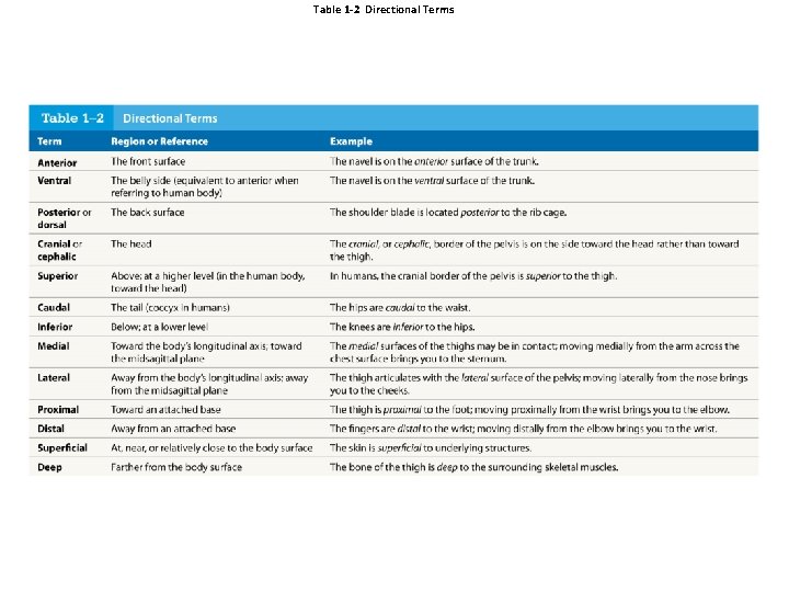 Table 1 -2 Directional Terms Table 1 -2 Directional Terms