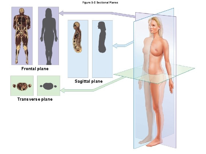 Figure 1 -8 Sectional Planes Frontal plane Sagittal plane Transverse plane Figure 1 -8 Sectional Planes Frontal plane Sagittal plane Transverse plane
