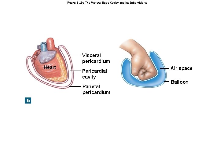 Figure 1 -10 b The Ventral Body Cavity and Its Subdivisions Visceral pericardium Heart