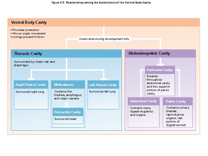 Figure 1 -9 Relationships among the Subdivisions of the Ventral Body Cavity • Provides