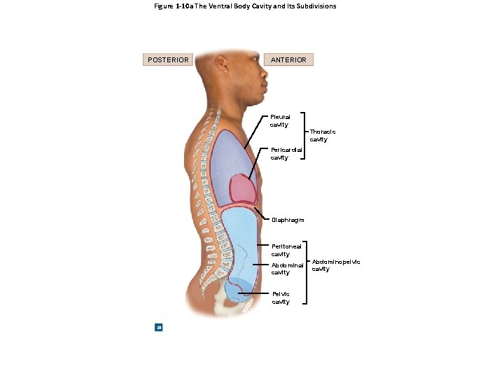 Figure 1 -10 a The Ventral Body Cavity and Its Subdivisions POSTERIOR ANTERIOR Pleural