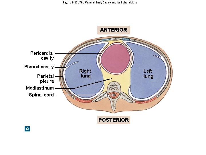 Figure 1 -10 c The Ventral Body Cavity and Its Subdivisions ANTERIOR Pericardial cavity