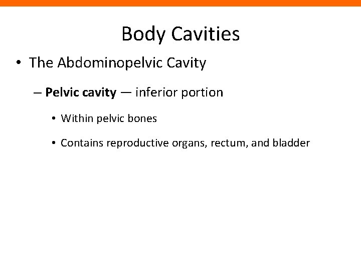 Body Cavities • The Abdominopelvic Cavity – Pelvic cavity — inferior portion • Within