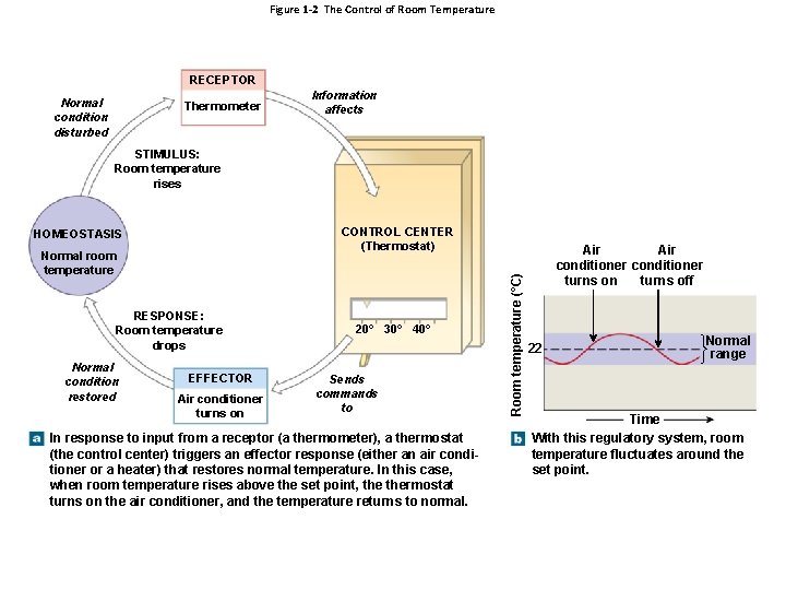 Figure 1 -2 The Control of Room Temperature RECEPTOR Normal condition disturbed Thermometer Information Figure 1 -2 The Control of Room Temperature RECEPTOR Normal condition disturbed Thermometer Information