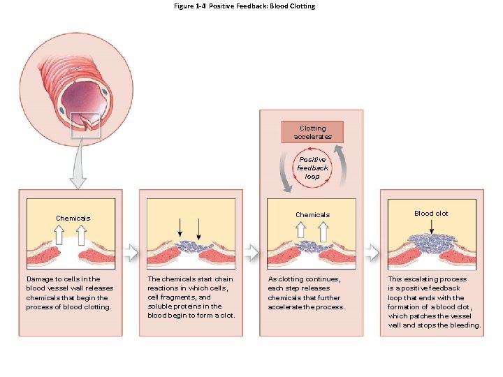 Figure 1 -4 Positive Feedback: Blood Clotting accelerates Positive feedback loop Chemicals Damage to