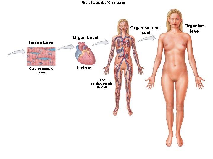 Figure 1 -1 Levels of Organization Organ Level Tissue Level Cardiac muscle tissue The