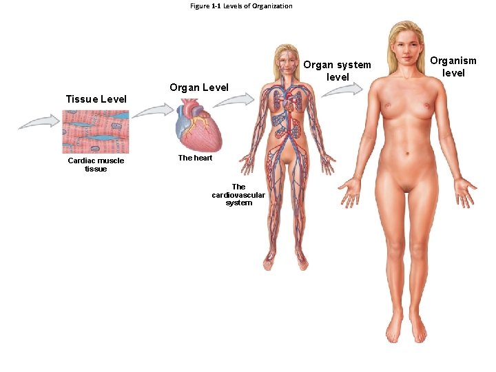 Figure 1 -1 Levels of Organization Organ Level Tissue Level Cardiac muscle tissue The Figure 1 -1 Levels of Organization Organ Level Tissue Level Cardiac muscle tissue The