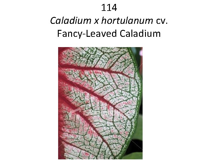 114 Caladium x hortulanum cv. Fancy-Leaved Caladium 