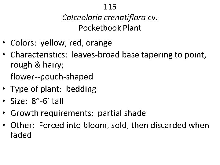 115 Calceolaria crenatiflora cv. Pocketbook Plant • Colors: yellow, red, orange • Characteristics: leaves-broad