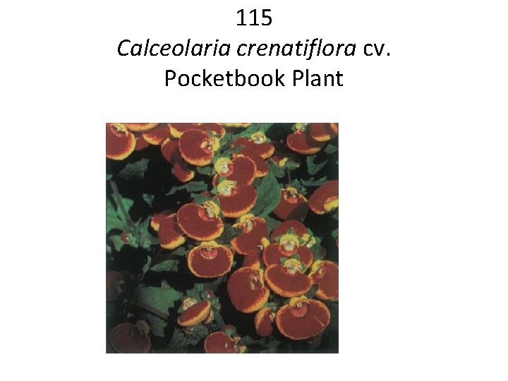 115 Calceolaria crenatiflora cv. Pocketbook Plant 