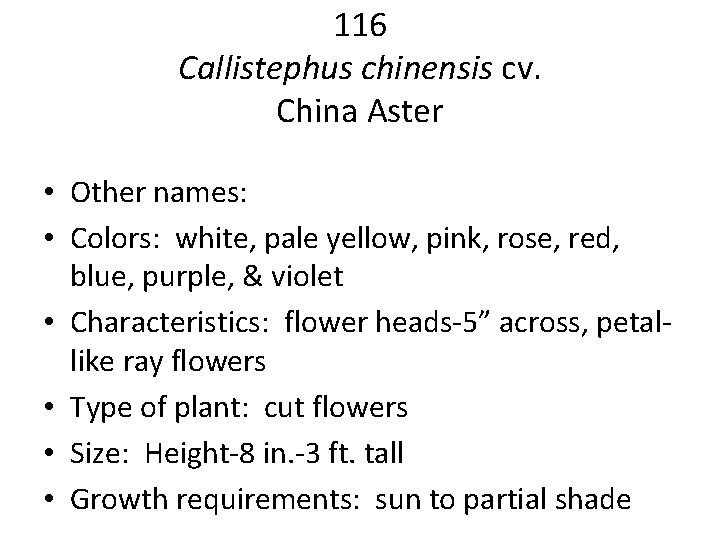 116 Callistephus chinensis cv. China Aster • Other names: • Colors: white, pale yellow,