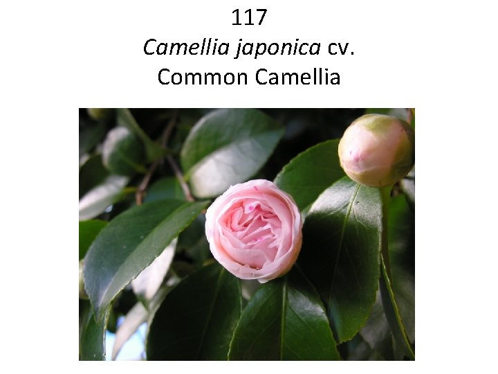 117 Camellia japonica cv. Common Camellia 