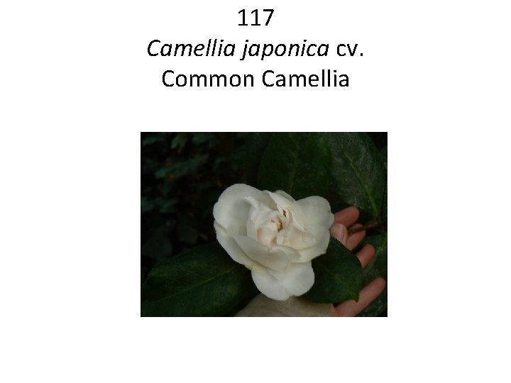 117 Camellia japonica cv. Common Camellia 