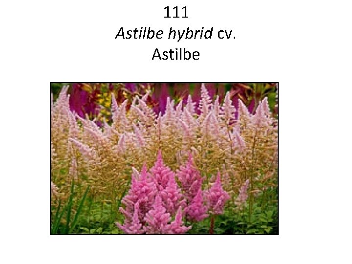 111 Astilbe hybrid cv. Astilbe 