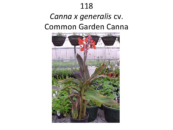 118 Canna x generalis cv. Common Garden Canna 